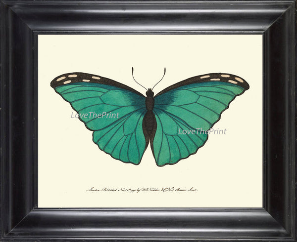 BUTTERFLY PRINT  Botanical Art Print NOD136 Beautiful Aqua Insect Colorful Detailed Summer Flower Garden Nature Home Room Wall Decor