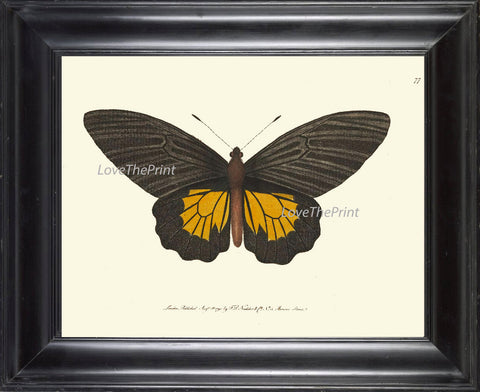 BUTTERFLY PRINT  Botanical Art Print NOD146 Beautiful Yellow Insect Colorful Spring Summer Flower Garden Nature Home Room Wall Decor