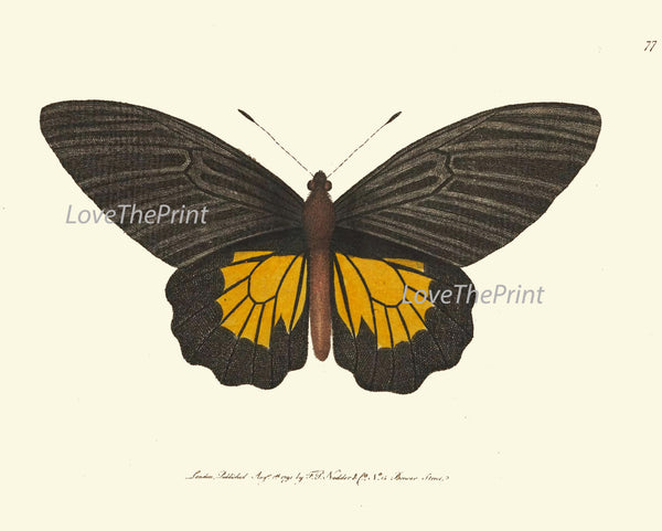 BUTTERFLY PRINT  Botanical Art Print NOD146 Beautiful Yellow Insect Colorful Spring Summer Flower Garden Nature Home Room Wall Decor