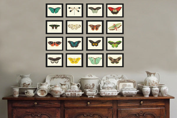 BUTTERFLY PRINT  Botanical Art Print NOD146 Beautiful Yellow Insect Colorful Spring Summer Flower Garden Nature Home Room Wall Decor