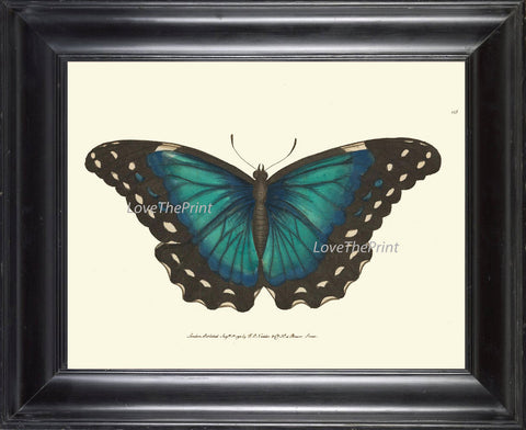 BUTTERFLY PRINT  Botanical Art Print NOD159 Beautiful Yellow Insect Colorful Spring Summer Flower Garden Nature Home Room Wall Decor