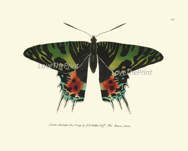 BUTTERFLY PRINT  Botanical Art Print NOD165 Beautiful Insect Colorful Spring Summer Flower Garden Nature Home Room Wall Decor to Frame