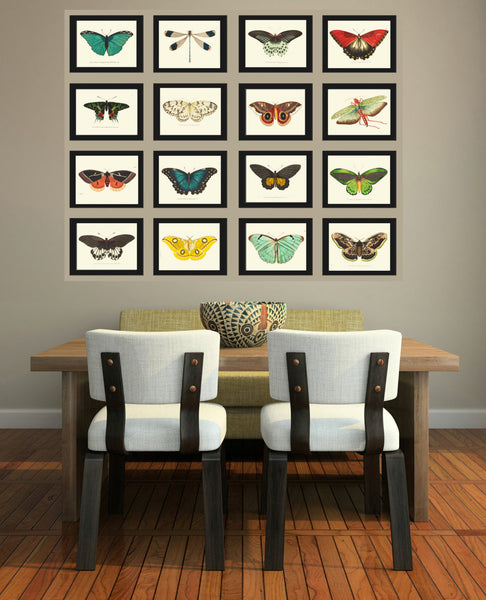 BUTTERFLY PRINT  Botanical Art Print NOD165 Beautiful Insect Colorful Spring Summer Flower Garden Nature Home Room Wall Decor to Frame