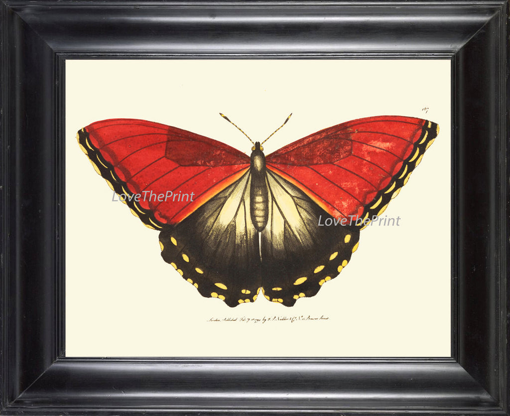 BUTTERFLY PRINT  Botanical Art Print NOD175 Beautiful Red Large Spring Summer Flower Garden Nature Home Room Wall Decor to Frame