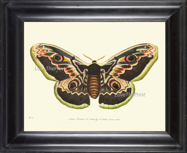 BUTTERFLY PRINT  Botanical Art Print NOD344 Beautiful Large Spring Summer Flower Garden Nature Moth Home Room Wall Decor to Frame