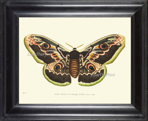 BUTTERFLY PRINT  Botanical Art Print NOD344 Beautiful Large Spring Summer Flower Garden Nature Moth Home Room Wall Decor to Frame