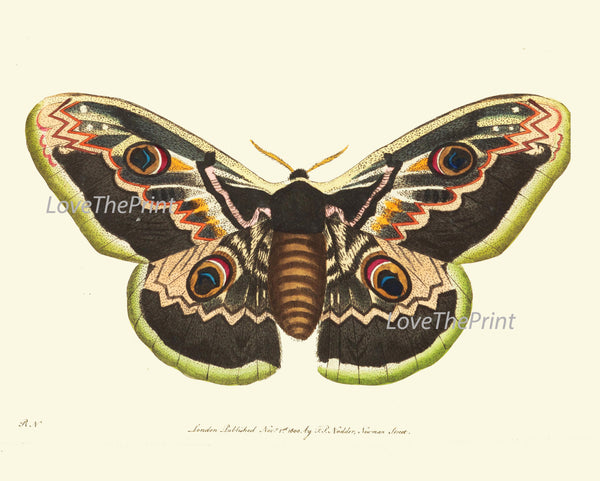BUTTERFLY PRINT  Botanical Art Print NOD344 Beautiful Large Spring Summer Flower Garden Nature Moth Home Room Wall Decor to Frame