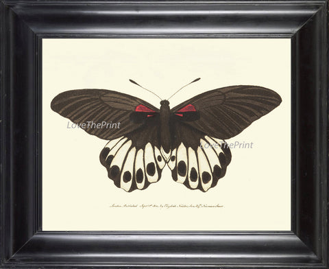 BUTTERFLY PRINT  Botanical Art Print NOD384 Beautiful Antique Illustration Spring Summer Flower Garden Nature Home Wall Decor to Frame