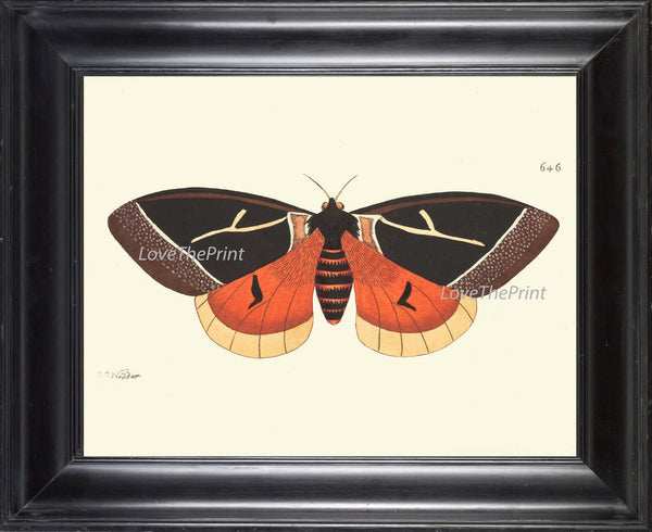 BUTTERFLY PRINT  Botanical Art Print NOD463 Beautiful Orange Antique Illustration Flower Garden Nature Home Room Wall Decor to Frame