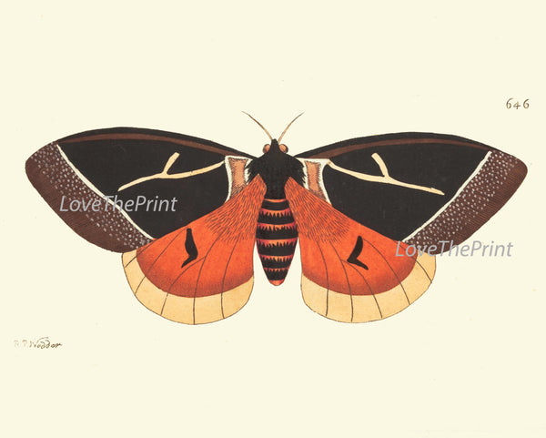BUTTERFLY PRINT  Botanical Art Print NOD463 Beautiful Orange Antique Illustration Flower Garden Nature Home Room Wall Decor to Frame