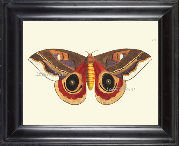 BUTTERFLY PRINT  Botanical Art Print NOD470 Beautiful Orange Antique Illustration Flower Garden Nature Home Room Wall Decor to Frame