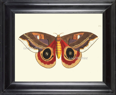 BUTTERFLY PRINT  Botanical Art Print NOD470 Beautiful Orange Antique Illustration Flower Garden Nature Home Room Wall Decor to Frame