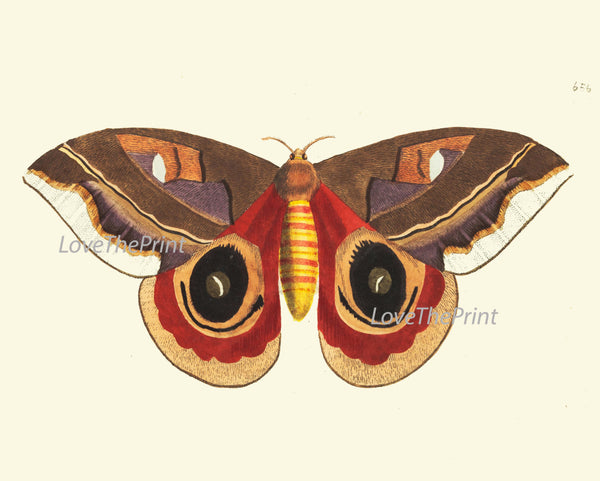 BUTTERFLY PRINT  Botanical Art Print NOD470 Beautiful Orange Antique Illustration Flower Garden Nature Home Room Wall Decor to Frame