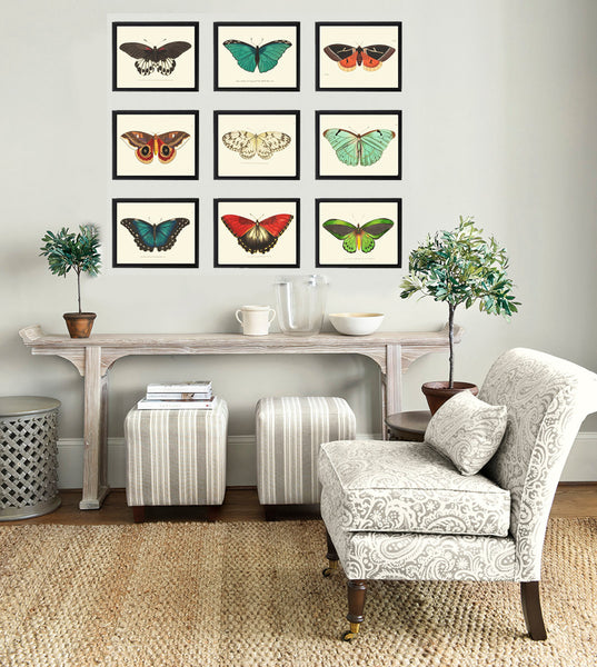 BUTTERFLY PRINT  Botanical Art Print NOD470 Beautiful Orange Antique Illustration Flower Garden Nature Home Room Wall Decor to Frame