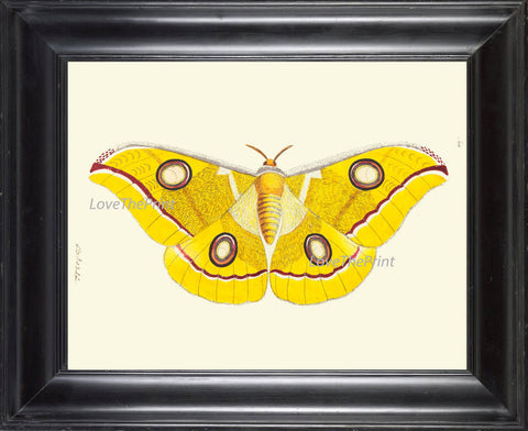BUTTERFLY PRINT  Botanical Art Print NOD475 Beautiful Large Yellow Antique Illustration Flower Nature Home Room Wall Decor to Frame