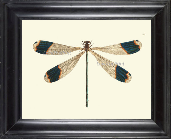 Dragonfly PRINT  Botanical Art Print NOD562 Beautiful Large Blue Antique Illustration Flower Garden Nature Home Room Wall Decor to Frame