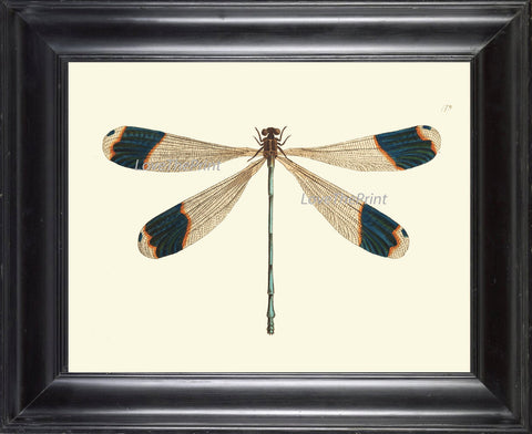 Dragonfly PRINT  Botanical Art Print NOD562 Beautiful Large Blue Antique Illustration Flower Garden Nature Home Room Wall Decor to Frame