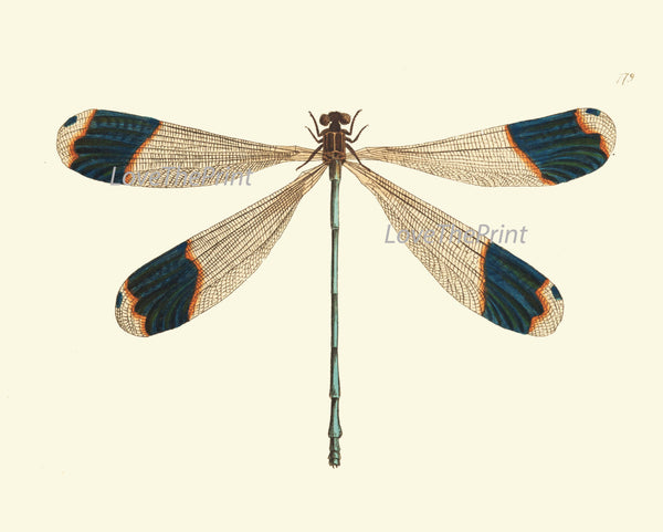 Dragonfly PRINT  Botanical Art Print NOD562 Beautiful Large Blue Antique Illustration Flower Garden Nature Home Room Wall Decor to Frame