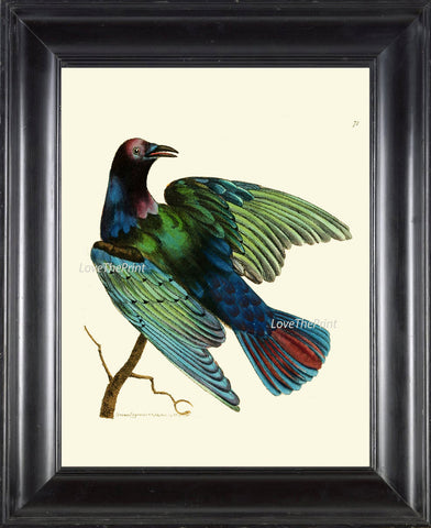 Bird Print  Art NOD101 Beautiful Antique Blue Green Colorful Bird Decoration Wall Hanging Home Living Room Interior Design to Frame