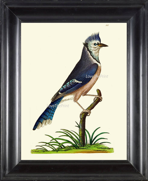 Bird Print  Art NOD262 Beautiful Antique Blue Jay Colored Illustration Decoration Wall Hanging Home Room Decor Forest Nature