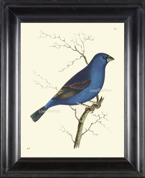 Bird Print  Art NOD419 Beautiful Antique Blue Grosbeak Colored Illustration Decoration Wall Hanging Home Decor Bird Watching to Frame