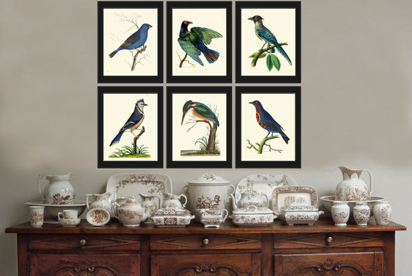 Bird Print  Art NOD419 Beautiful Antique Blue Grosbeak Colored Illustration Decoration Wall Hanging Home Decor Bird Watching to Frame