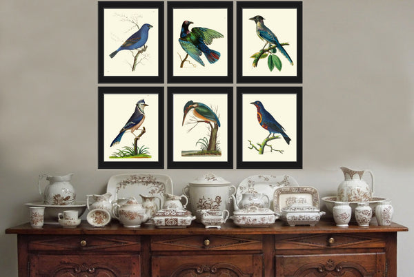 Bird Print  Art NOD597 Beautiful Antique Blue Cyanean Crow Illustration Decoration Wall Hanging Home Room Decor Forest Nature to Frame