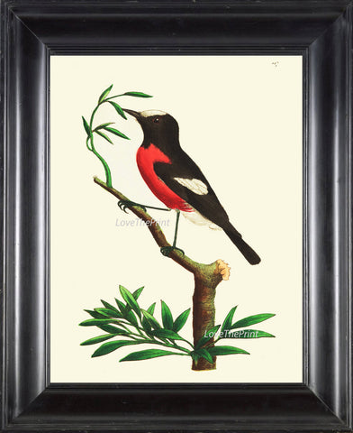 Bird Print  Art NOD172 Beautiful Antique Red Bird Tree Branch Illustration Decoration Wall Home Room Decoration Forest Nature to Frame