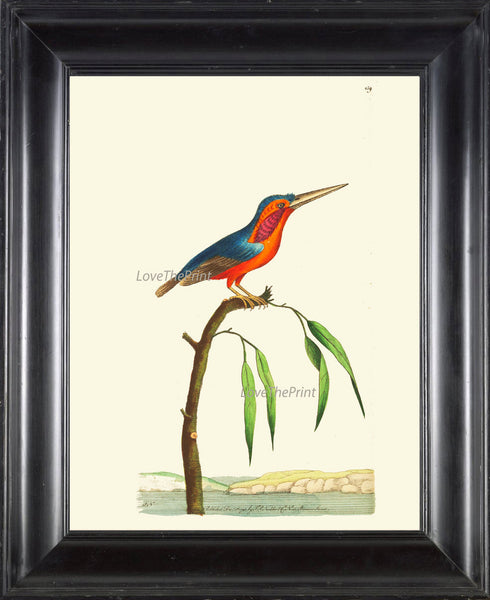 Bird Print  Art NOD180 Beautiful Antique Illustration Blue Orange Tree Leaves Decoration Wall Home Room Decor Forest Nature to Frame