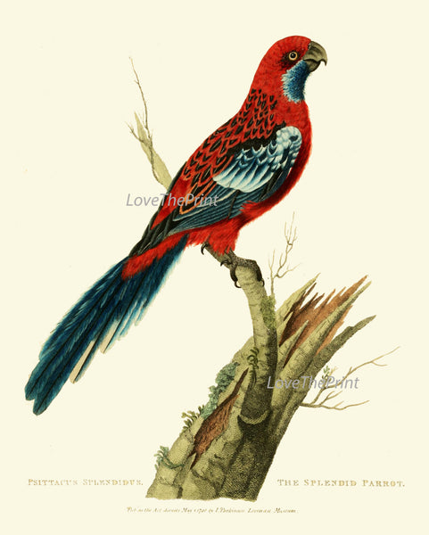 Bird Print  Art NOD56 Beautiful Antique Illustration Large Blue Red Parrot Tropical Island Decoration Wall Home Room Decor to Frame