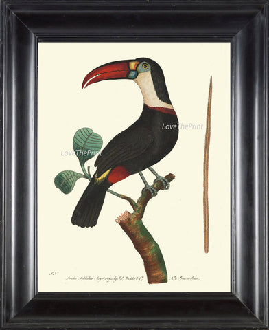 Bird Print  Art NOD200 Beautiful Antique Large Red White Toucan Tropical Rainforest Nature Natural Science Wall Home Room Decor to Frame