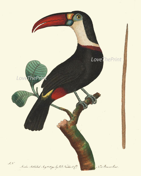 Bird Print  Art NOD200 Beautiful Antique Large Red White Toucan Tropical Rainforest Nature Natural Science Wall Home Room Decor to Frame