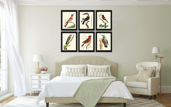 Bird Print  Art NOD200 Beautiful Antique Large Red White Toucan Tropical Rainforest Nature Natural Science Wall Home Room Decor to Frame