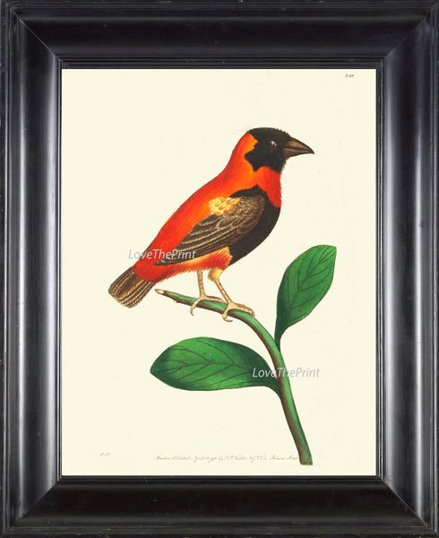 Bird Print  Art NOD224 Beautiful Antique Red Orange Songbird Green Tree Leaves Picture Illustration Nature Wall Home Room Decor to Frame