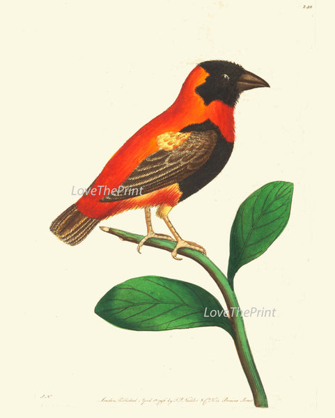 Bird Print  Art NOD224 Beautiful Antique Red Orange Songbird Green Tree Leaves Picture Illustration Nature Wall Home Room Decor to Frame