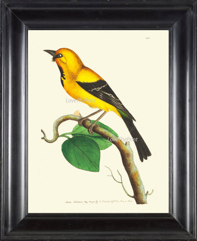 Bird Print  Art NOD226 Beautiful Antique Yellow Songbird Green Tree Leaves Picture Illustration Nature Wall Home Room Decor to Frame