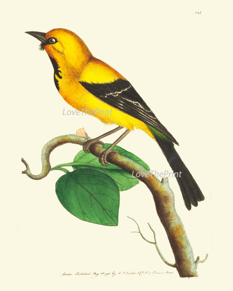 Bird Print  Art NOD226 Beautiful Antique Yellow Songbird Green Tree Leaves Picture Illustration Nature Wall Home Room Decor to Frame