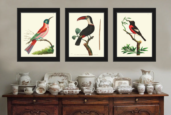 Bird Print  Art NOD226 Beautiful Antique Yellow Songbird Green Tree Leaves Picture Illustration Nature Wall Home Room Decor to Frame