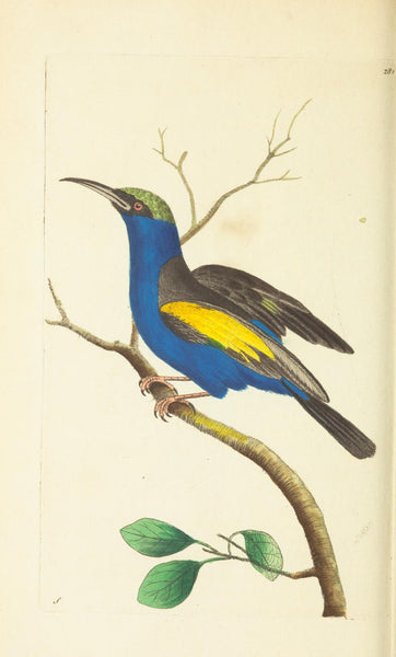 Bird Print  Art NOD247 Beautiful Antique Blue Yellow Songbird Tree Leaves Nature Home Dining Living Bedroom Kitchen Room Decor to Frame