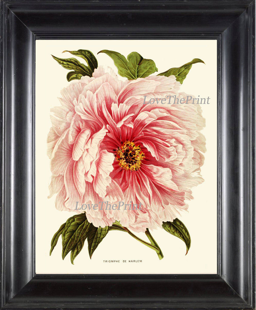Peony Print 1 Botanical Flower  Art Beautiful Antique Large White Pink Coral Spring Plant Illustration to Frame Home Room Wall Decor