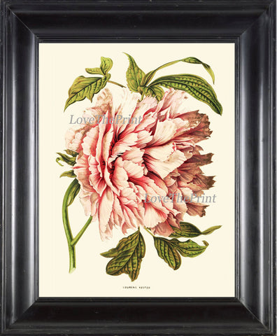 Peony Print 2 Botanical Flower  Art Beautiful Antique Large White Pink Coral Spring Plant Illustration to Frame Home Room Wall Decor