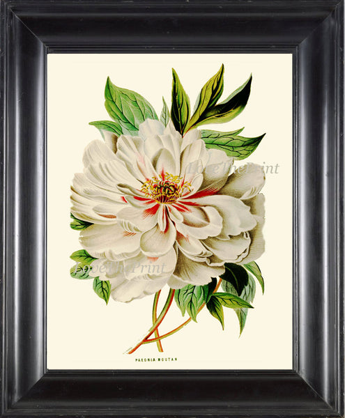 Peony Print 3 Botanical Flower 8x10 Art Beautiful Antique Large White Spring Summer Garden Plant Illustration to Frame Home Room Wall Decor