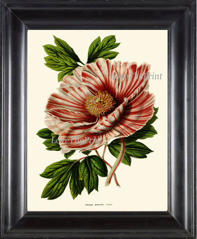 Peony Print 10 Botanical Flower  Art Beautiful Antique Large White Red Summer Garden Plant Illustration to Frame Home Room Wall Decor