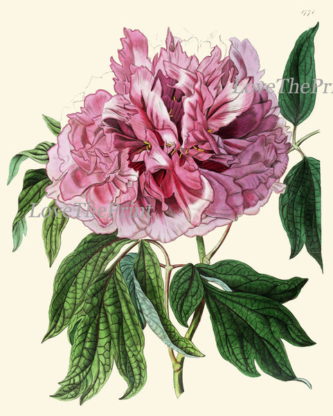 Peony Print 15 Botanical Flower  Art Beautiful Antique Large Summer Nature Green Garden Plant Illustration to Frame Home Room Wall Decor