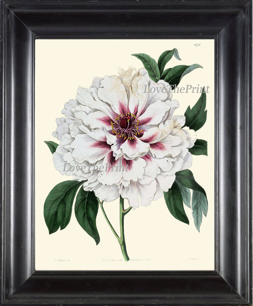 Peony Print 17 Botanical Flower 8x10 Art Beautiful Antique Large White Summer Nature Garden Plant Illustration to Frame Home Room Wall Decor