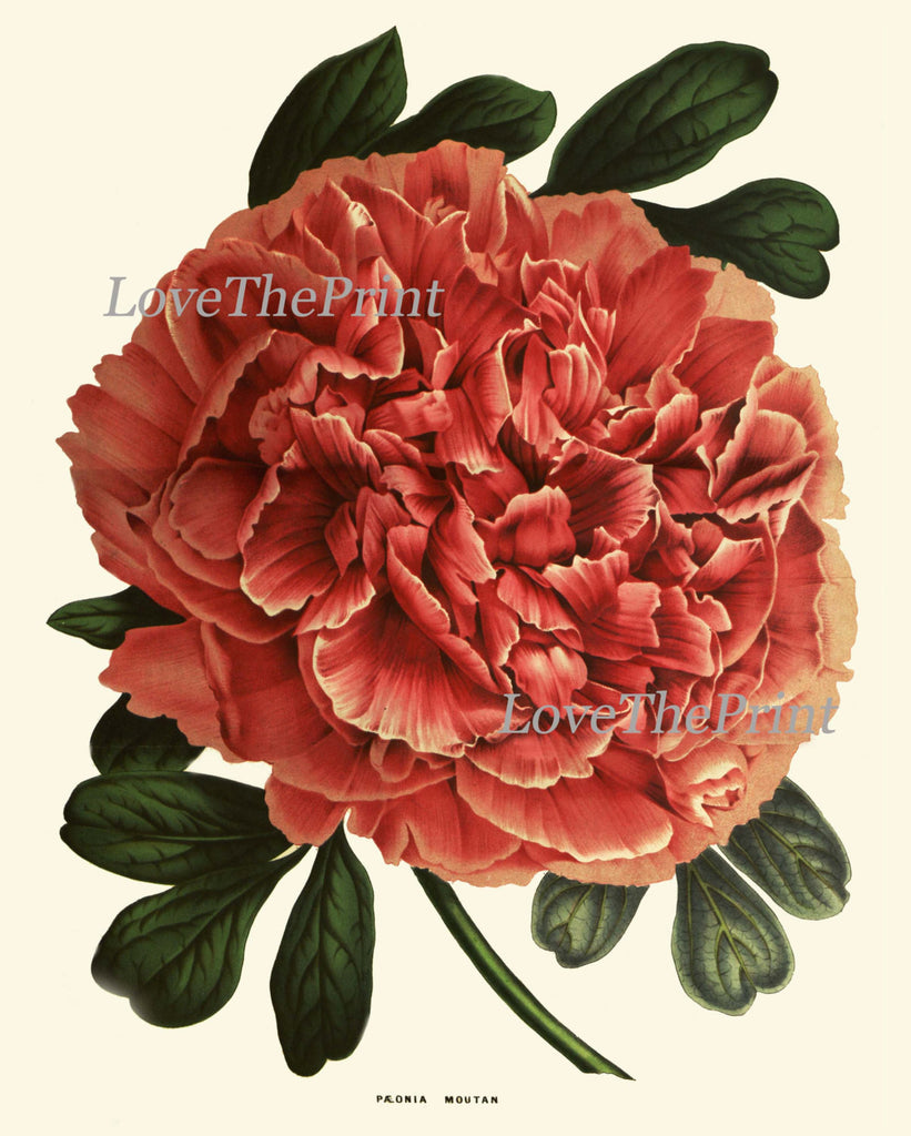 Peony Print 19 Botanical Flower 8x10 Art Beautiful Antique Large Summe –  Love the Print