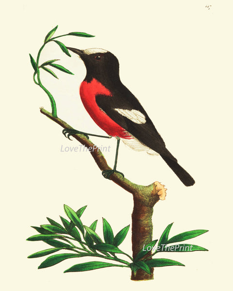 Bird Print  Art NOD172 Beautiful Antique Red Bird Tree Branch Illustration Decoration Wall Home Room Decoration Forest Nature to Frame