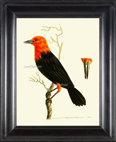 Bird Print  Art NOD92 Beautiful Antique Illustration Orange Black BeakTree Leaves Decoration Wall Home Room Decor Forest Nature to Frame