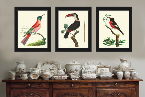 Bird Print  Art NOD56 Beautiful Antique Illustration Large Blue Red Parrot Tropical Island Decoration Wall Home Room Decor to Frame