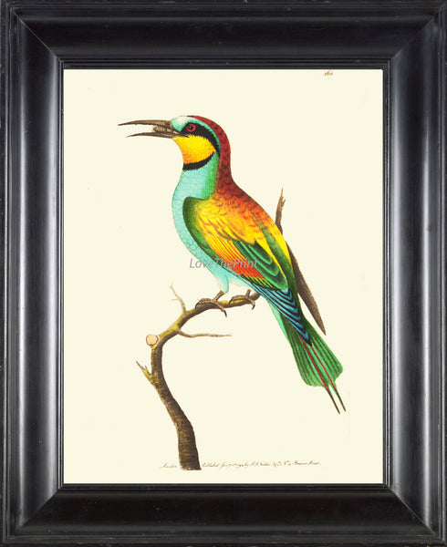 Bird Print  Art NOD182 Beautiful Antique Illustration Yellow Colorful Colored Bee Insect Tropical Island Wall Home Room Decor to Frame
